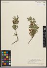 Foto von Salix myrtilloides L. x Salix repens L.